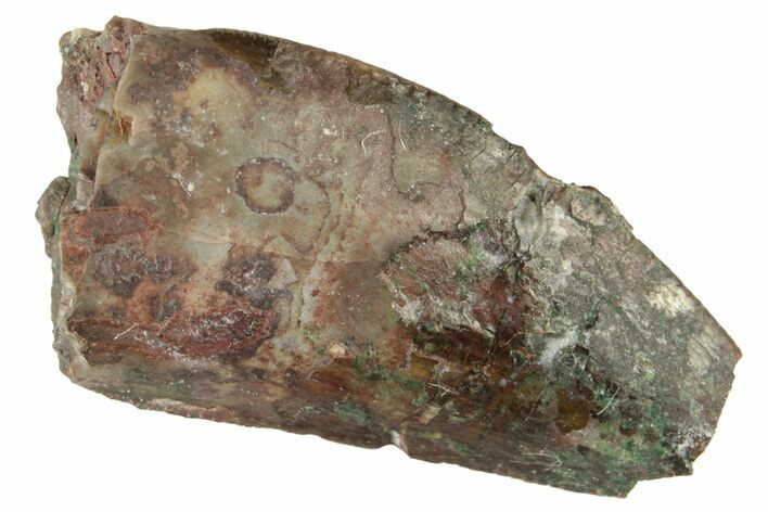 Bargain, Triassic Reptile (Postosuchus?) Tooth - Arizona #249068